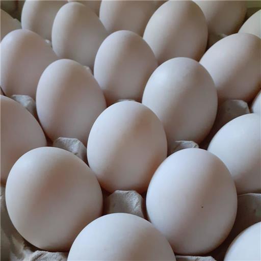 Duck Eggs (6)