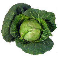 Hispi Cabbage