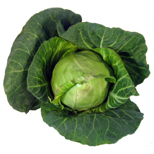 Hispi Cabbage