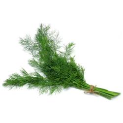 Fresh Dill (50g)