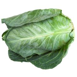 Spring Cabbage