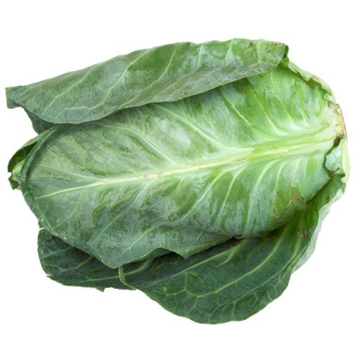 Spring Cabbage