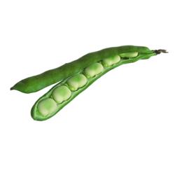 Broad Beans