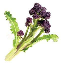 Purple Sprouting Broccoli Bunch