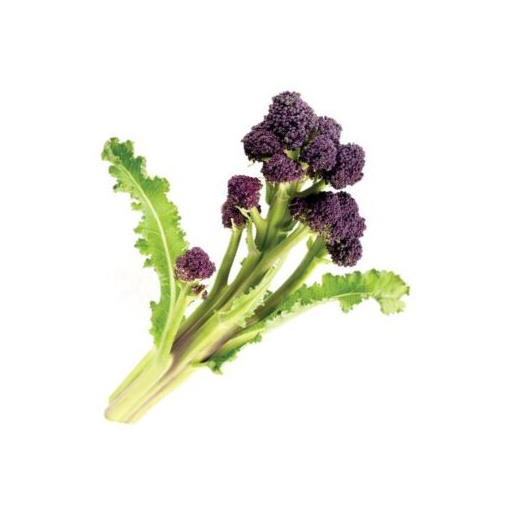 Purple Sprouting Broccoli Bunch